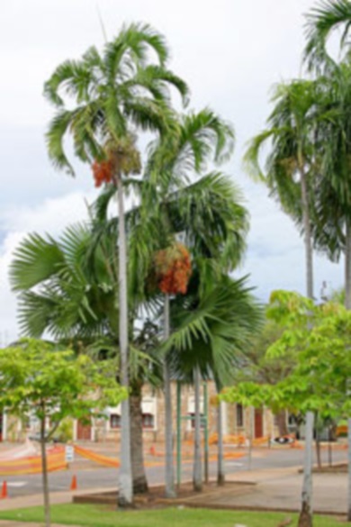 Carpenteria Palm 15-16' Sgl []